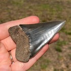 Big Glossy High Quality Nc Great White Shark Tooth Fossil Sharks Teeth Fossils