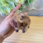 Jellycat Clyde Capybara Bag Charm Plush Keychain Cute Soft Toy Accessory Nwt