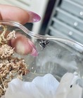 Live Jumping Spider I4-i5 Slings   Female Bahama Hybrids