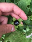 Atropa Belladonna  Deadly Nightshade Berry  Dried   Wicca  Witchcraft 10 Ct 