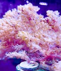 Pink Capnella Coral Live Saltwater Soft Coral Frag For Reef Aquarium