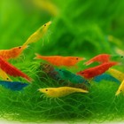 100  Mix Neocaridina Live Shrimps For Freshwater Aquariums Neocaridina Shrimps
