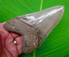 5 05     Megalodon Shark Tooth Premium Grade - No Restorations - Georgia  Usa