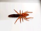  in U s  Dinorhax Rostrumpsittaci Camel Spider   Dried Specimen Spread Legs