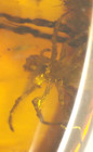 Cretaceous Jumping Spider With Club Fungi In Burmese Amber Fossil Dinosaur Age