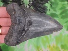Megalodon Sharks Tooth 4 1 4  Inch No Restorations Fossil Sharks Teeth Tooth