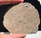 Fossil Brittlestar Ophiopinna Elegans  La Voulte Sur Rhone Fm France Jurassic