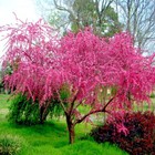 Peach Tree Seeds Dwarf Loring Nemaguard  prunus Persica  Fast Hardy Fruit Plant