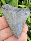Natural Beautiful 1 79    Megalodon Tooth Fossil Shark Teeth