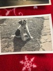 Set Of 3 Antique Photographs Of A Lovely Wire Fox Terrier Dog And His Owner