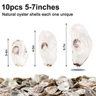 10pcs 5-6 Inch Oyster Shells Large Natural Flat For Crafts