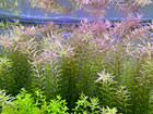20 Stems Rotala Rotundifolia Tropical Freshwater Aquarium Live Plants