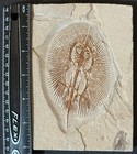 Lebanon Marine Fossil  Rare Cyclobatis Oligodactylus   100 Million Years 