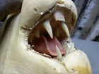 1984 Bobcat Skin Rug Rugshell Open Mouth Head Taxidermy Form R-230 W  Jawset
