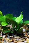 Anubias Barteri Easy Live Fish Tank Aquatic Aquarium Plants Buy 2 Get 1 Free    