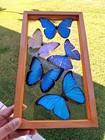 Real Framed Butterflies 5 Amazing Butterflies Blue Morpho Mounted Double Glass 