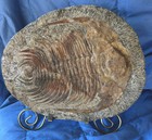 Collectable Fossil Horseshoe Crab Ancient Artifacts Educational Tool Kids Love