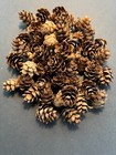 50 Hemlock Pine Cones 1 2  To 1  Extra Small For Wreath Making  Floral Crafts