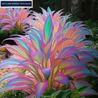 Mixrug Mixed 305  Hosta Seeds Mix For Planting colorsed Hostas