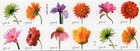 Scott  4185a Beautiful Blooms Booklet Of 20 Stamps - Mnh