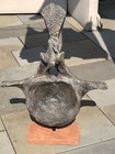 Apatosaurus Vertebra By Gaston Design   29  Tall X 23  Wide
