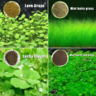 Aquarium Plant Seed Fish Tank Aquatic Water Grass Carpet Foreground Easy Plants