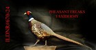 Pheasant Taxidermy Mount Stuffed Standing walking Left Ildnr 670-24