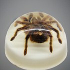 Vintage Tarantula Lucite 3 75    Dome Paperweight Acrylic Taxidermy Spider Creepy