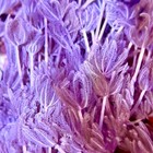 Xenia Coral Frag     Pulsing Soft Saltwater Coral For Reef Aquarium