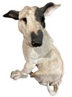 A Breed Apart English Bull Terrier Dog Large Snout Pet White Spud Mackenzie 6x 4