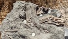 Detailed Crinoid Multiple  Mississippian  Edwardsville Fm   Crawfordsville  Ind 