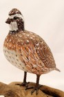 Maryland Carved And Painted Quail