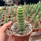 10cm Succulent Cactus Plant Eulychnia Castanea Fa  Varispiralis Cactaceae Plant