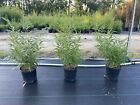 Black Bamboo Live Plant Phyllostachys Nigra Multi Cane