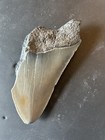 4 0 Inch Real Megalodon Shark Tooth Big Fossil Genuine Prehistoric Meg Teeth