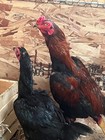 12 Thai Gamefowl Hatching Eggs  