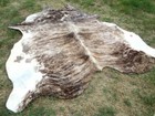 8x7    Huge      Genuine Brindle Gray Cowhide Rug Natural Cowhides Cow Hide Skin
