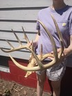 Giant Wild Iowa 150 Inch  11 Point Whitetail Deer Antlers Skull Plate Rack