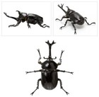 Bandai Gashapon Mini Collection Figure Beetle 01 Japanese Rhinoceros Beetle Walk