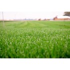 Barenbrug Turf Savor Rtf Grass Seed Blend With Yellow Jacket Seed Coating  25lb