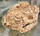 Rare Find  13  Petrified Fossil Wood Knot  burl Wood  Unbelievable Details