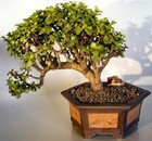 5 Gal Pumice turface   Lava  Soil Mix- Long Lasting Bonsai Soil Garden Fast Ship