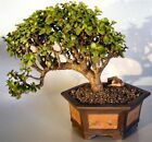 Pumice turface   Lava 2 Gal  Soil Mix For Long Lasting Bonsai Soil -fast Ship 