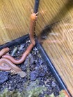 10 Live -scarlet Millipedes Bioactive Clean Up Feeders