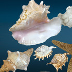 Lot 68 X Natural Ocean Life Sea Shells Assorted Craft Decor Beach House Display