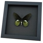 Real Framed Butterfly Metallic Green Battus Belus Varus Moonlight Display