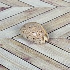 Tiger Cowrie  cypraea Tigris  Seashell From Guam   Yap Region  early 1950   s 