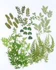 42 Pcs Real Dried Pressed Leaf Flowers Plant Herbarium For Craft Resin Jewelr   