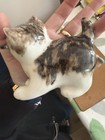  Winstanley China Cat Ornament