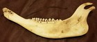 Bison Jaw Bone - American Buffalo